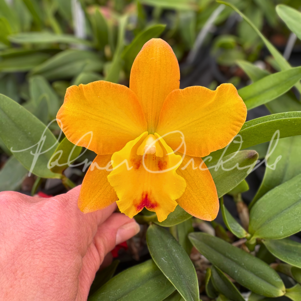 Rlc. Toshie Aoki 'Pizzazz' — Palmer Orchids